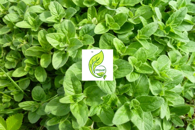 oregano